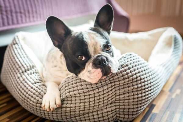 How to Create a Personalized Space for Your Pet