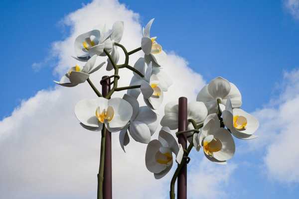 Two Orchids Herald the Entrance to Central Park in New York