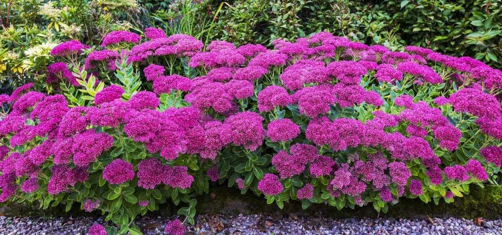 Sedum plant