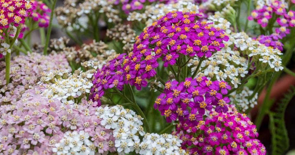 Yarrow plant