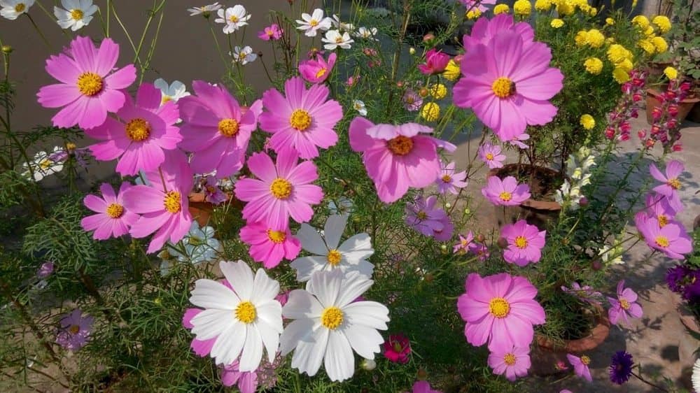 Cosmos plant