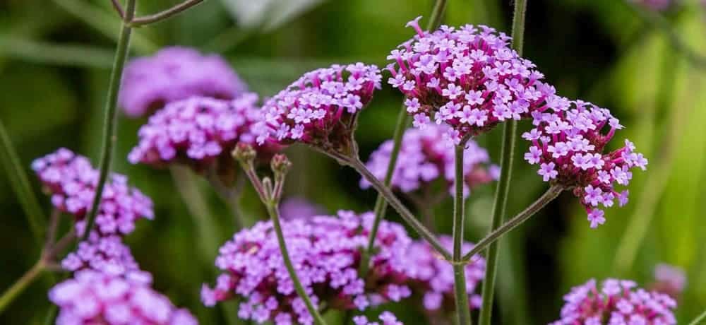 9 Garden Plants That Are Perfect For Hot Climates