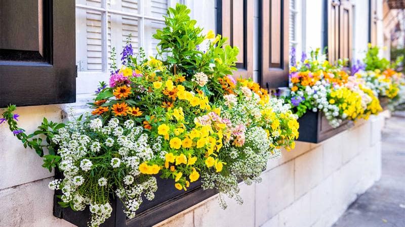 Hanging Baskets and Window Boxes / Front Garden Landscaping Ideas