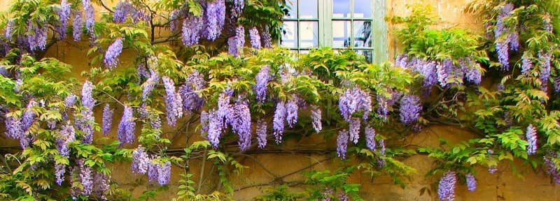 Climbing plants