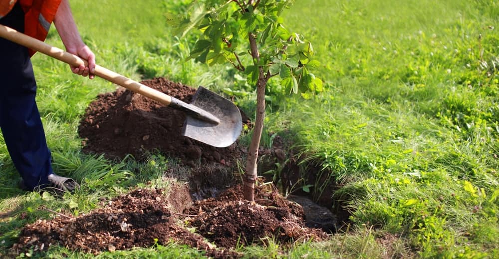 planting a tree