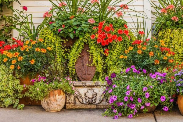 Topiary Display