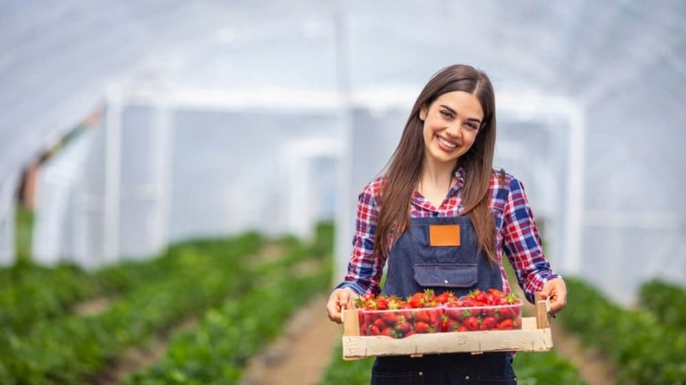 The Benefits of Using Plastic Sheets for Greenhouse Covering