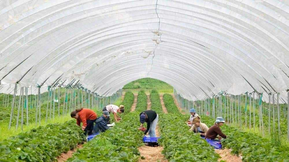 Using Plastic Sheets for Greenhouse Covering