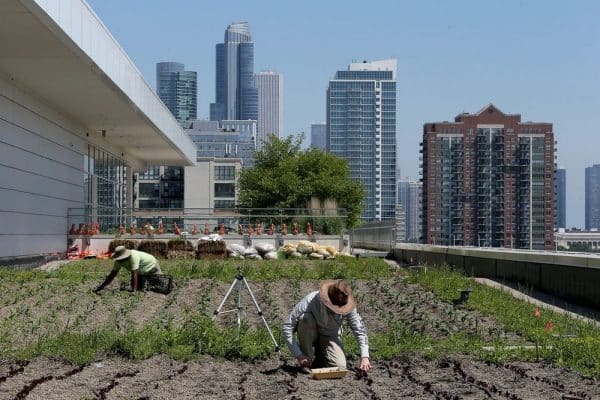 The McCormick Place Midwest Biggest Rooftop Farm