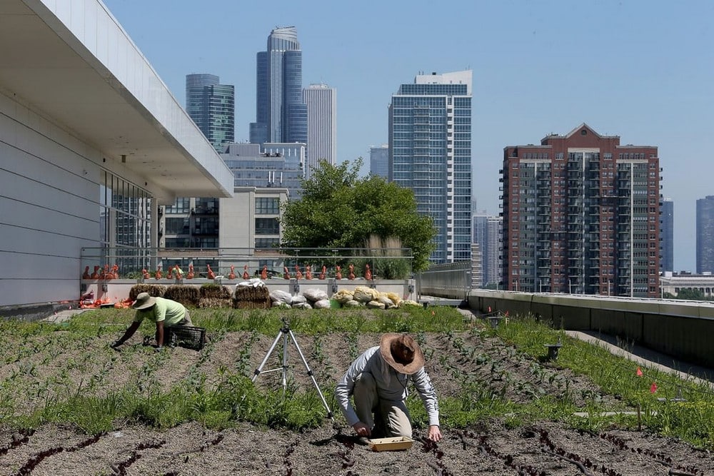 The McCormick Place Midwest Biggest Rooftop Farm