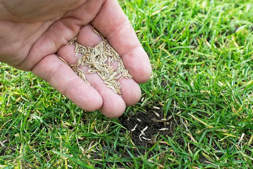 Cool Season vs. Warm Season Grass: Which Is Best for You?