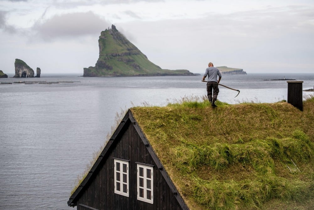 Green Roof Maintenance