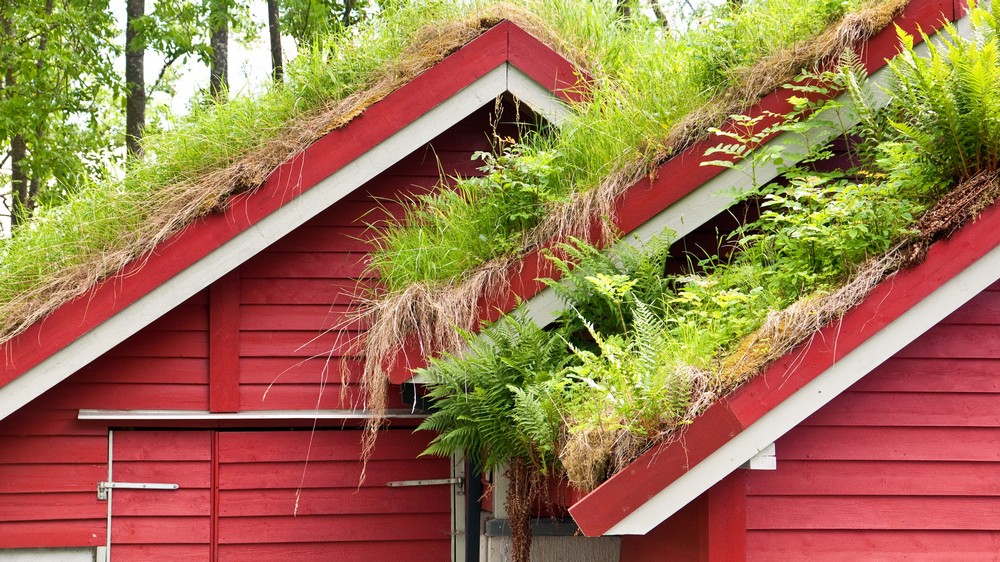 What Is A Sedum Roof? A Guide to Green Roofs