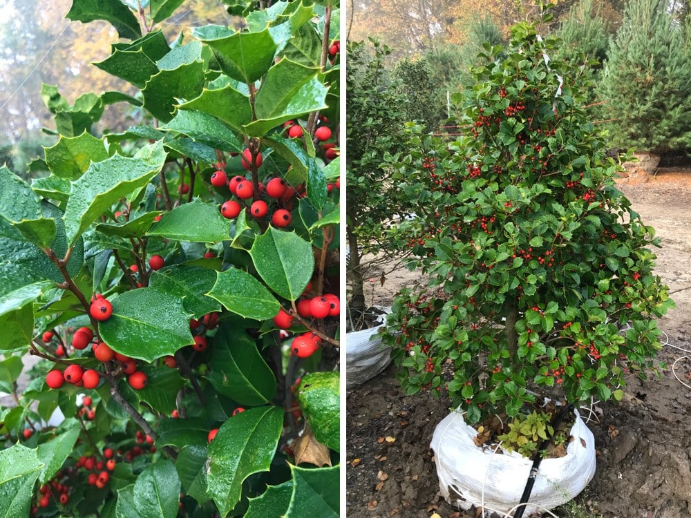 American Holly