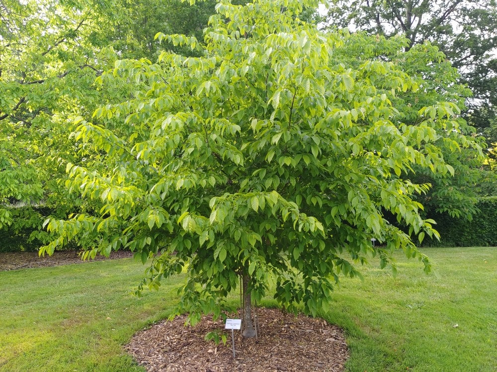 American Hornbeam