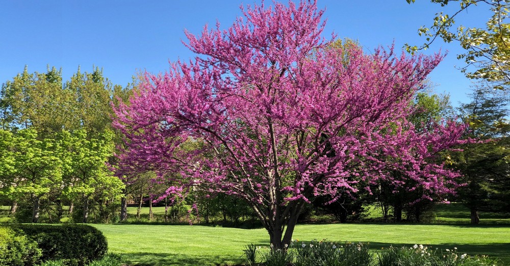 Eastern Redbud Plant