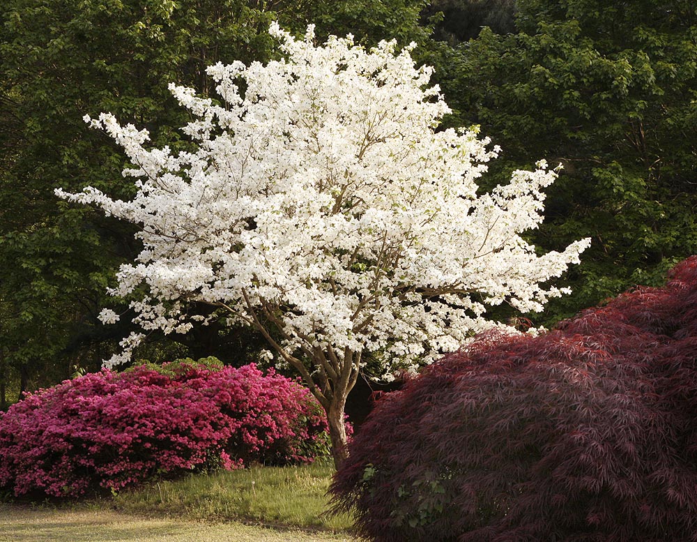 Flowering Dogwoods