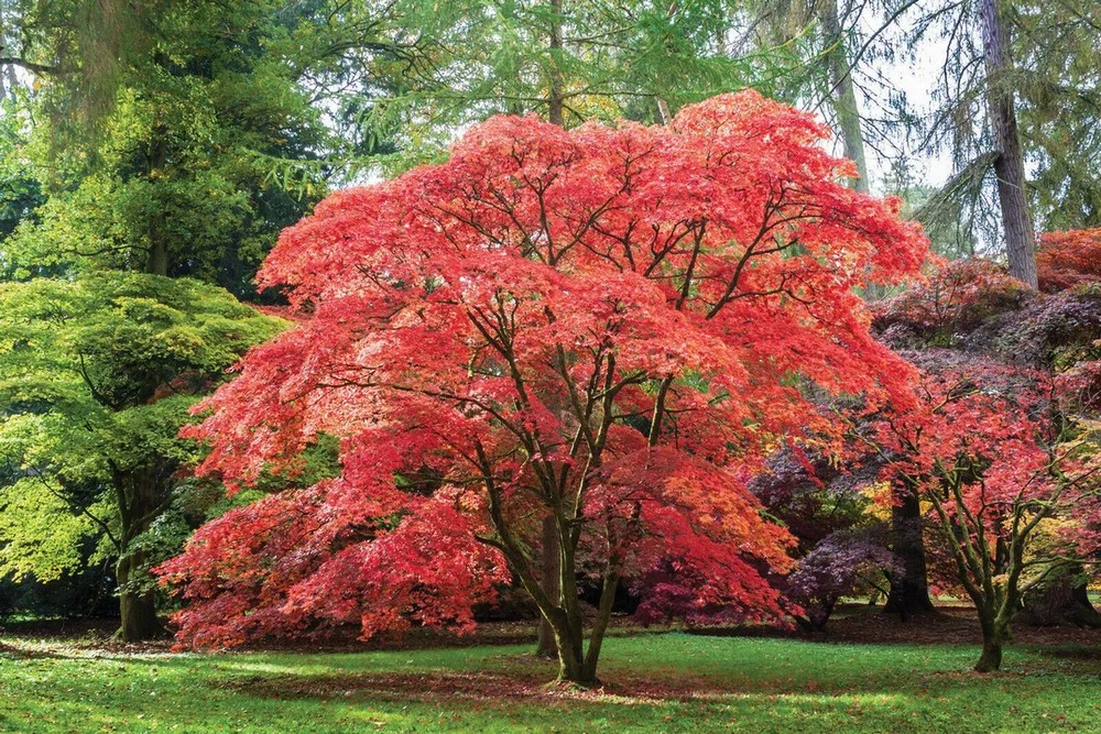 Japanese Maple