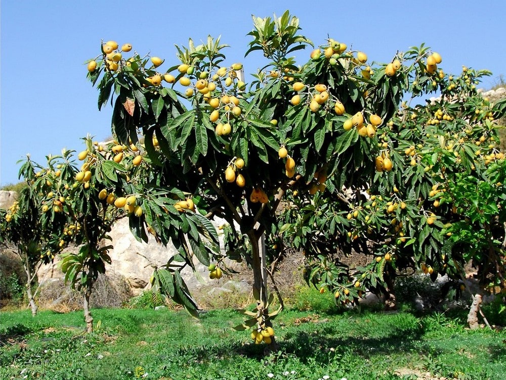 Loquat