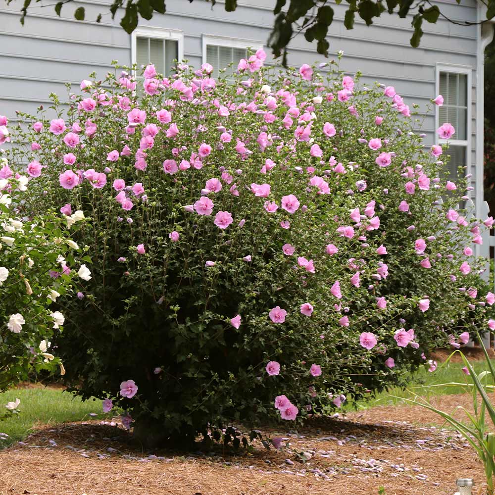 Rose of Sharon