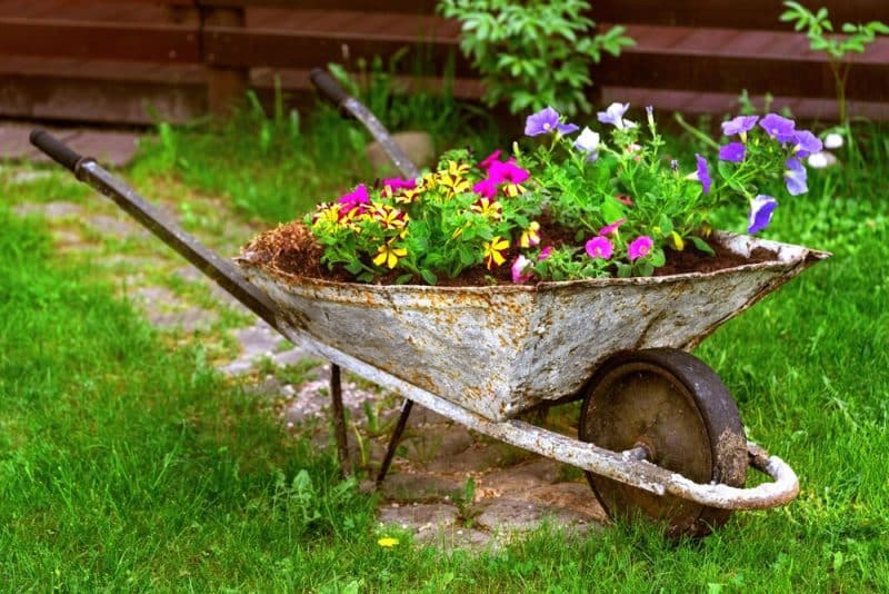 wheelbarrow with flowers