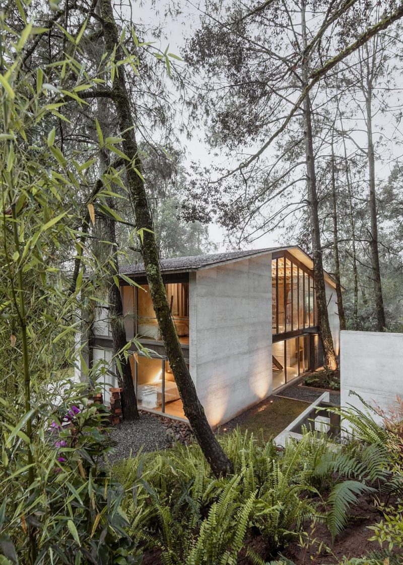 The House of the Tall Trees: An Ode to Tranquility in the Forest