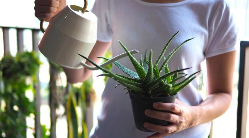 10 Low-Maintenance Indoor Plants and Flowers