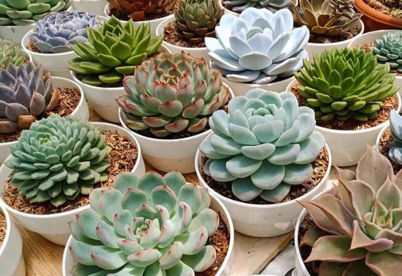 echeveria, Houseplants, indoor plants, nature into your home