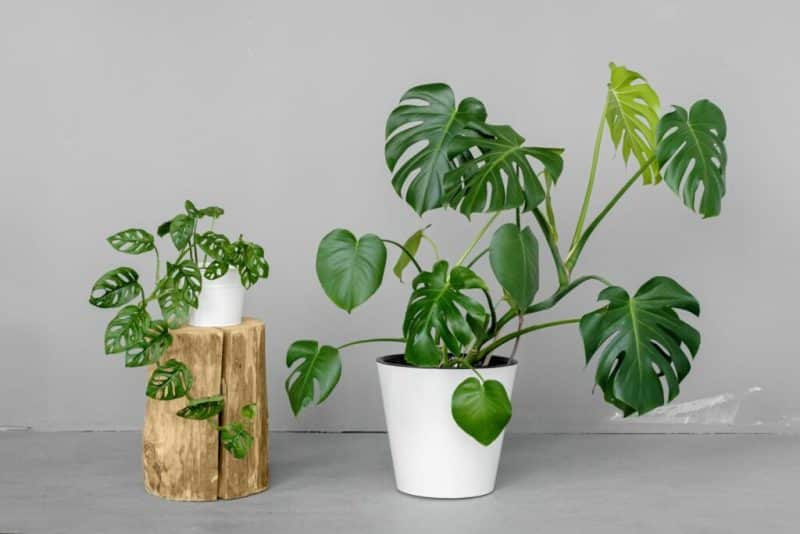 monstera, Houseplants, indoor plants, nature into your home