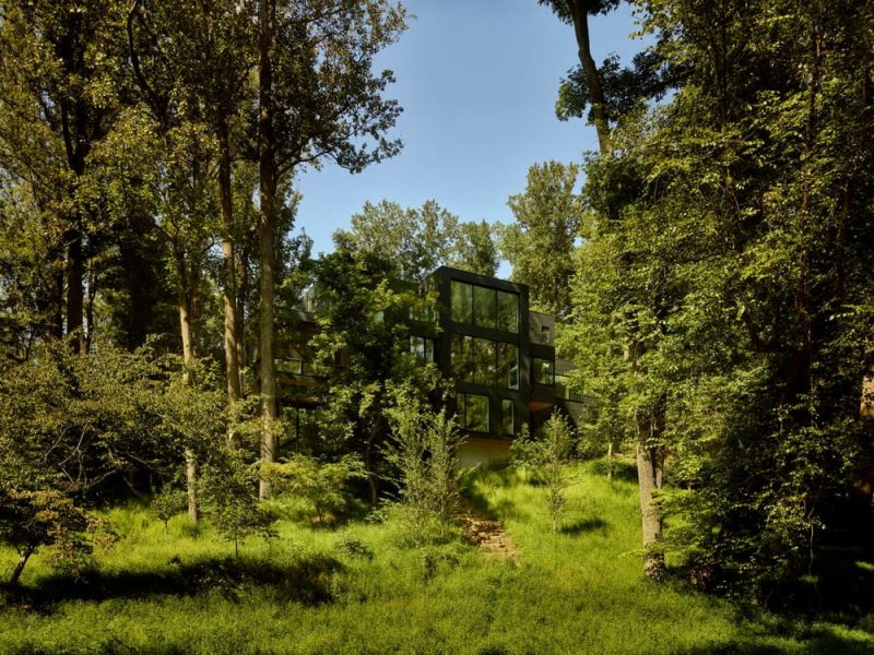 Virginia Tree house / Robert Young Architects