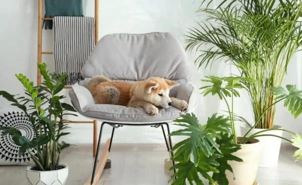 How to Design a Dog-Friendly Home