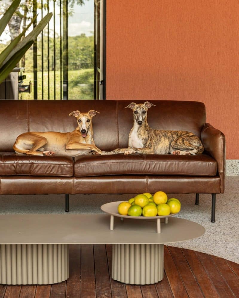 Galgo House / Tati Tavares + Alex Dalcin Arquitetura