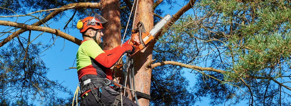 Why You Should Choose Tree Removal Services with Land Clearing Capabilities
