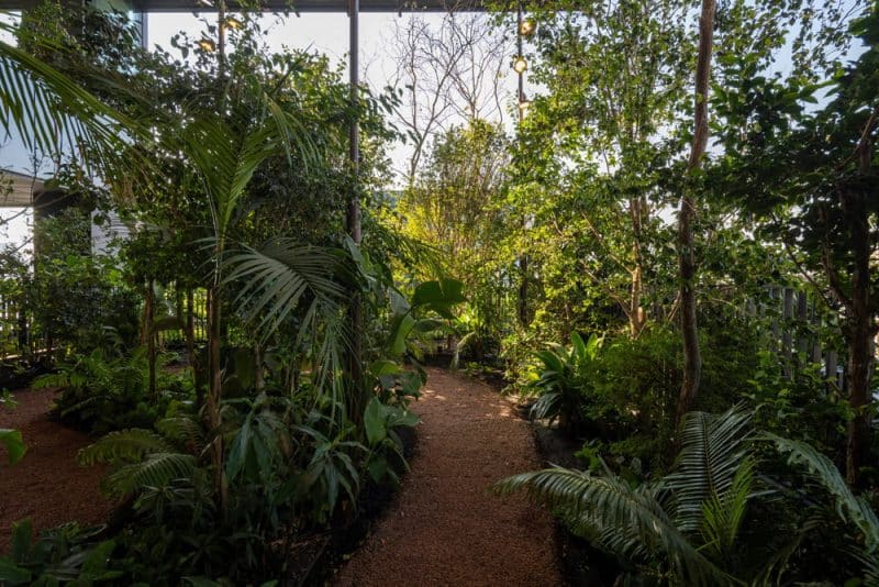 urban forest