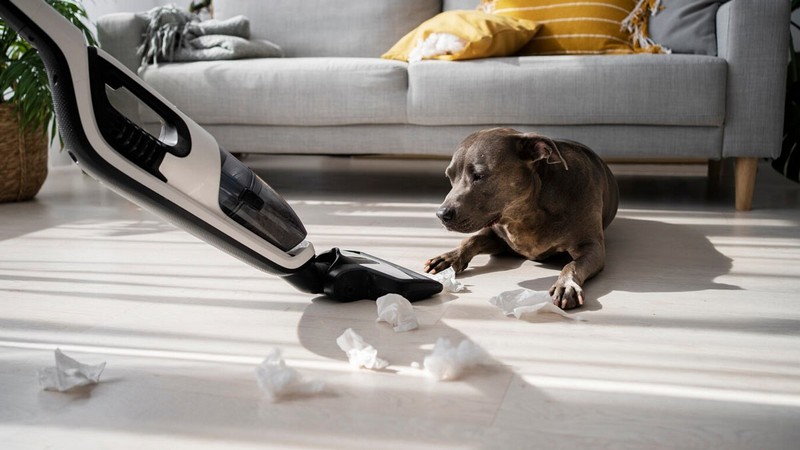 Maintaining a Clean and Healthy Home with Pets—A Comprehensive Guide