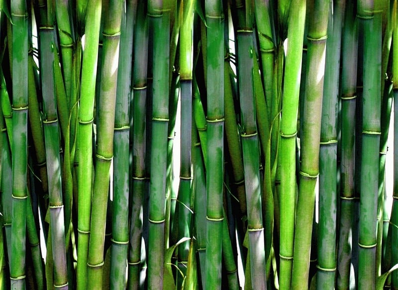 The Top 6 Sustainable Materials Being Used in Modern Residential and Commercial Projects