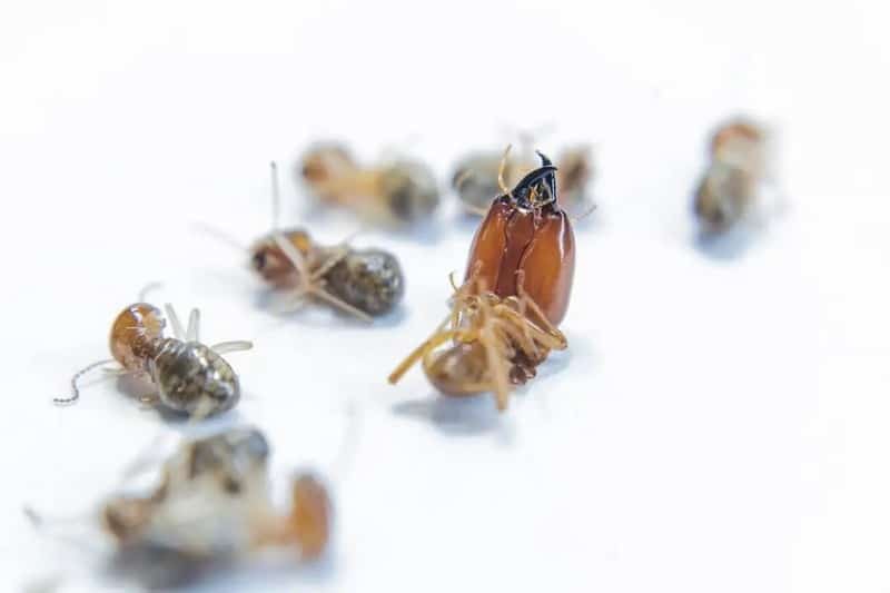 Why More Homeowners Are Choosing Heat Treatment for Bed Bugs