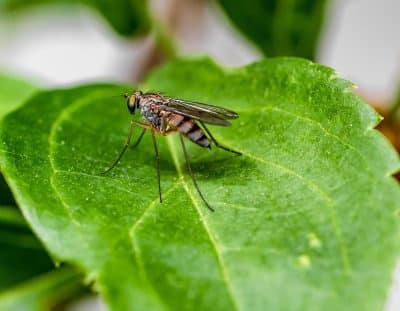 How to Design a Mosquito-Resilient Landscape for Your Home