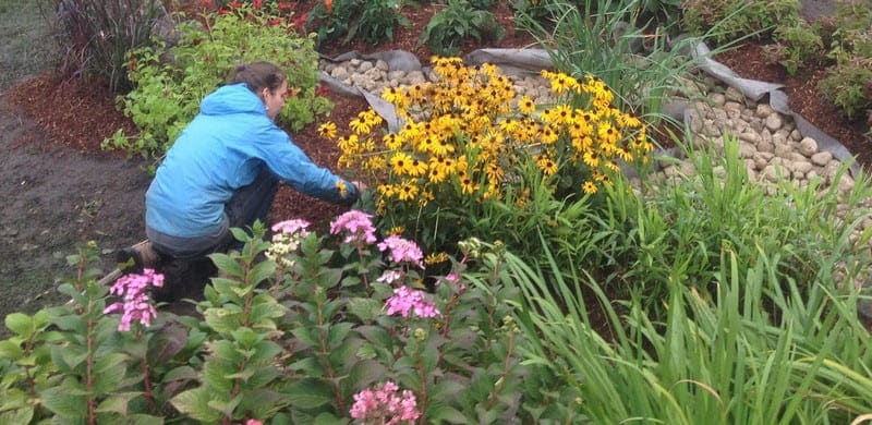 How to Build a Small Rain Garden