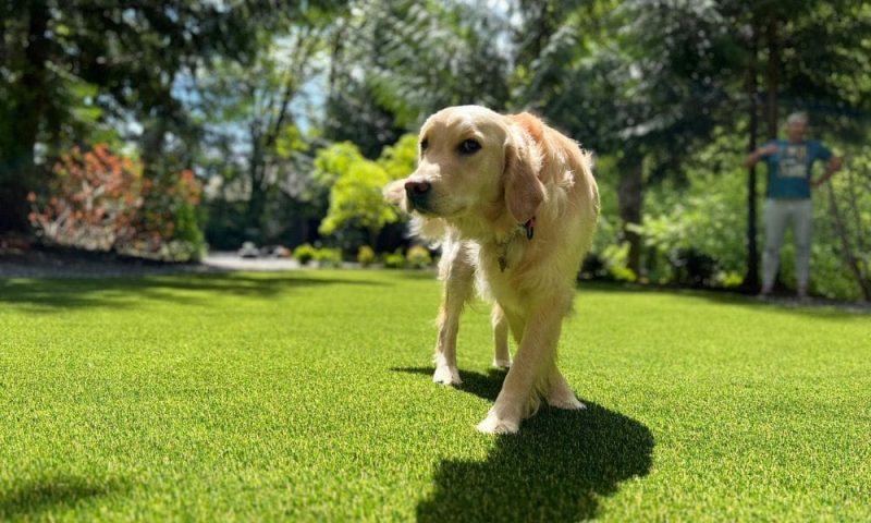5 Reasons Dog Owners Love Artificial Grass