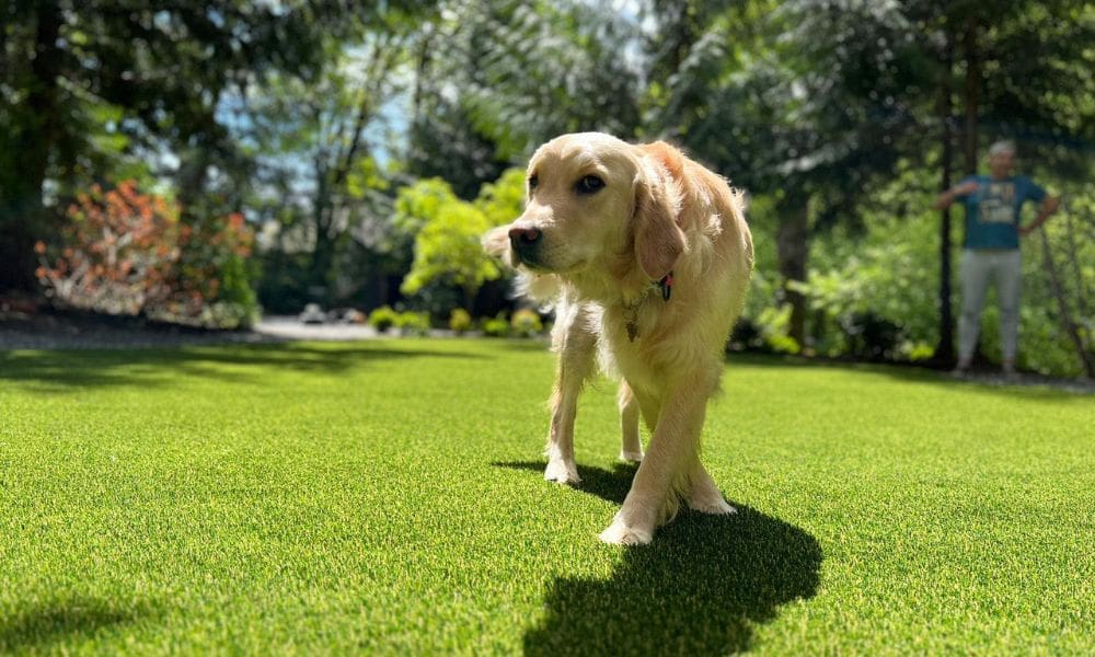 5 Reasons Dog Owners Love Artificial Grass
